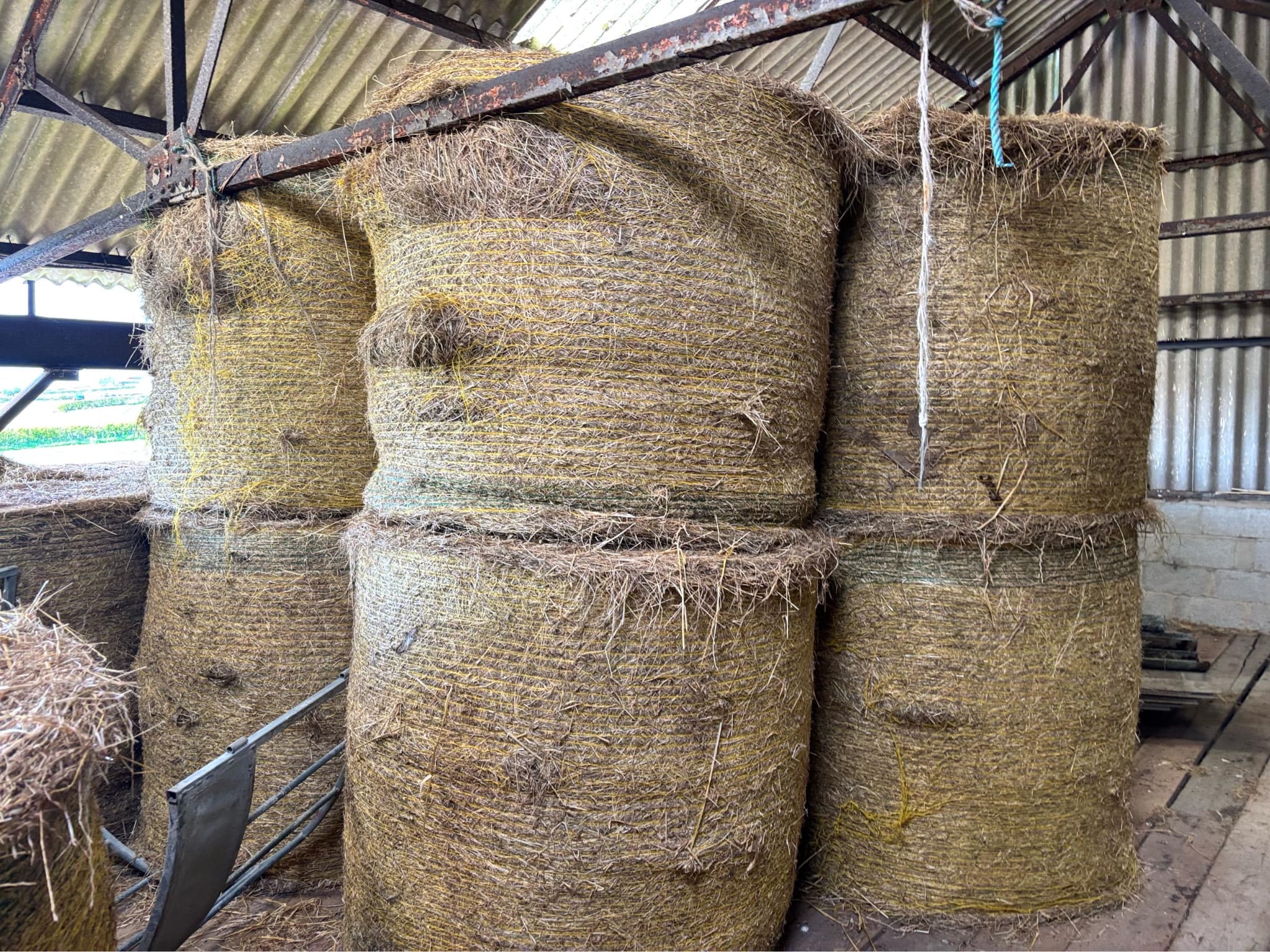 LARGE ROUND BALES OF HAY FARMERS MAKE FOR FEEDING LIVESTOCK COWS SHEEP HORSES